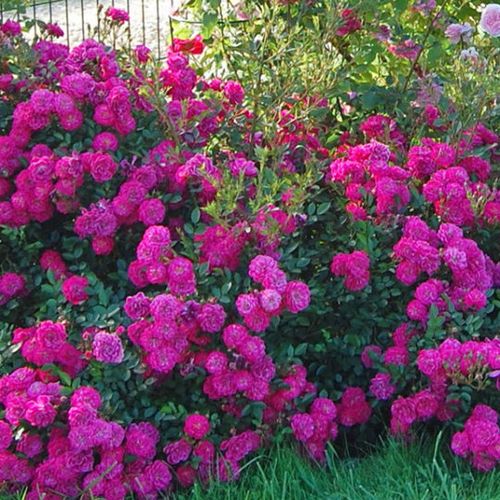 Fialová - Stromková růže s drobnými květy - stromková růže s kompaktním tvarem koruny
